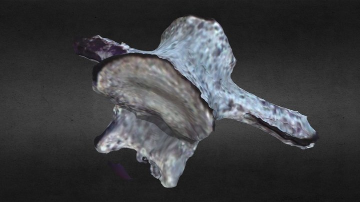 Guanaco-vertebra-a 3D Model
