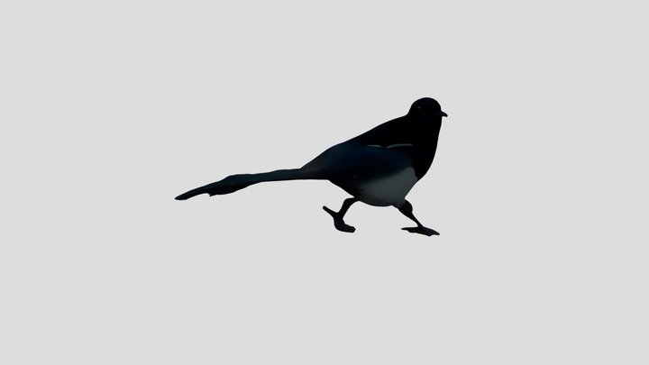 Magpie 3D models - Sketchfab
