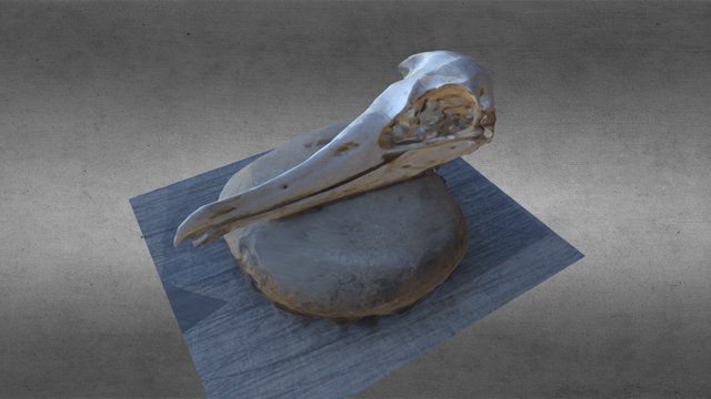 Crânio - Ave 3D Model