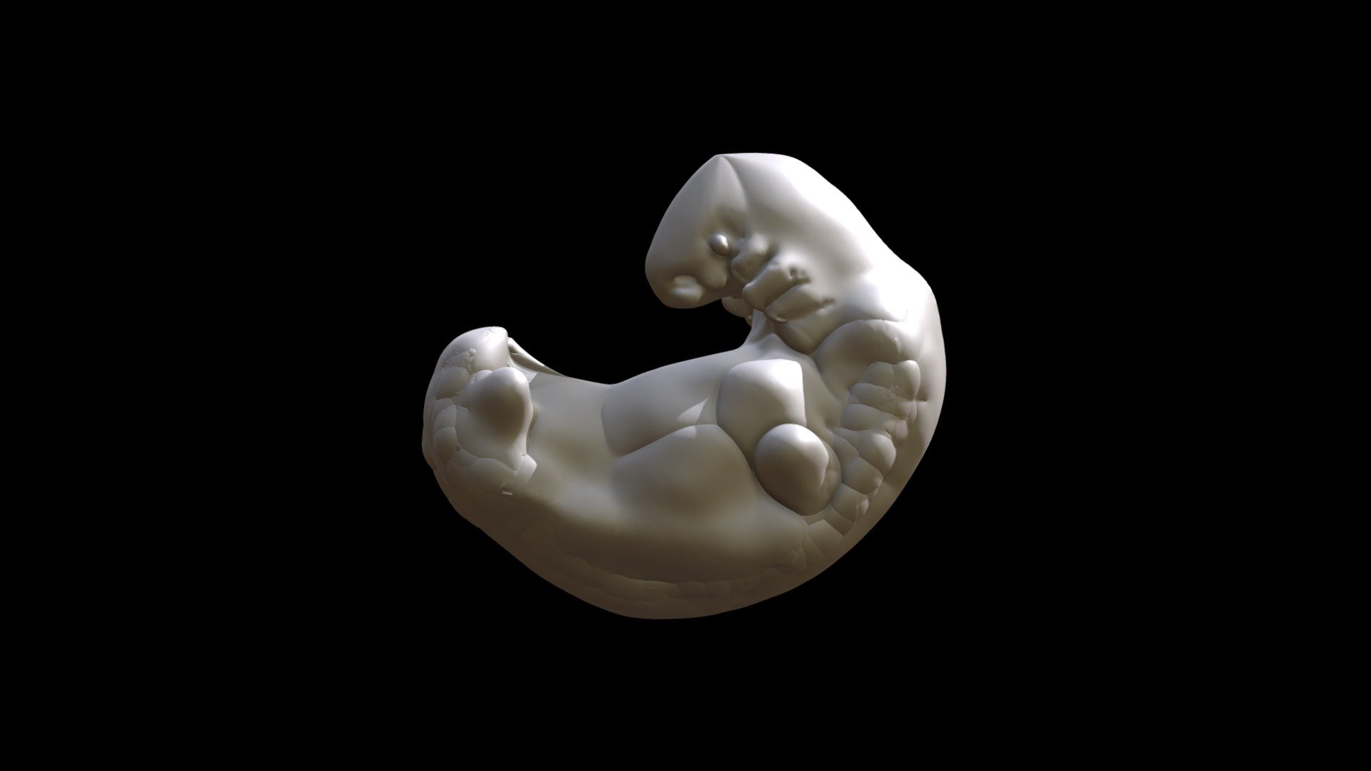 EMBRYO AT 4 WEEK