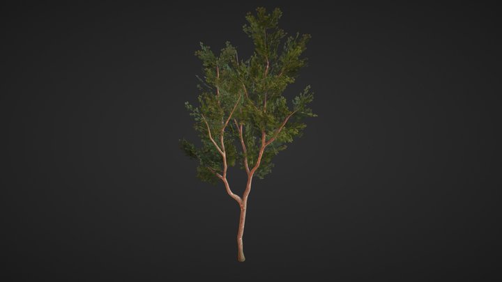 Tree 3D Model
