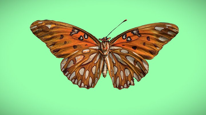 Dione vanillae - Gulf fritillary 3D Model