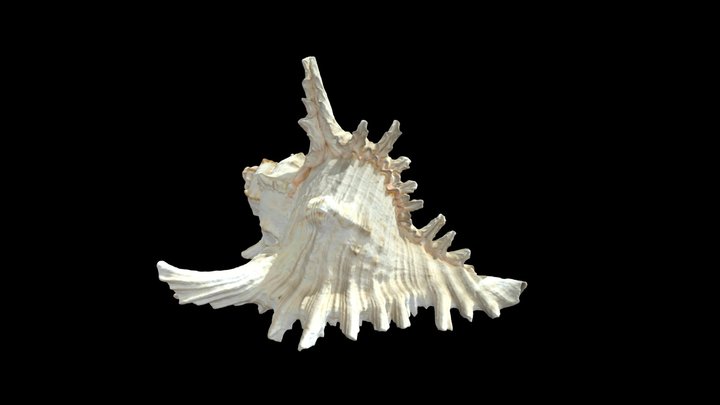 Shell // Muschel 3D Model