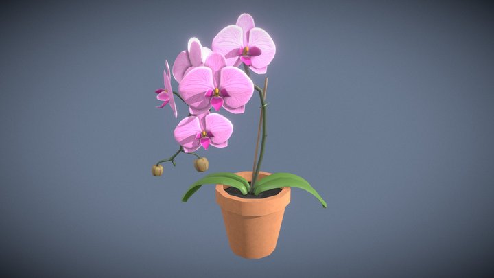 Orchid 3D Model