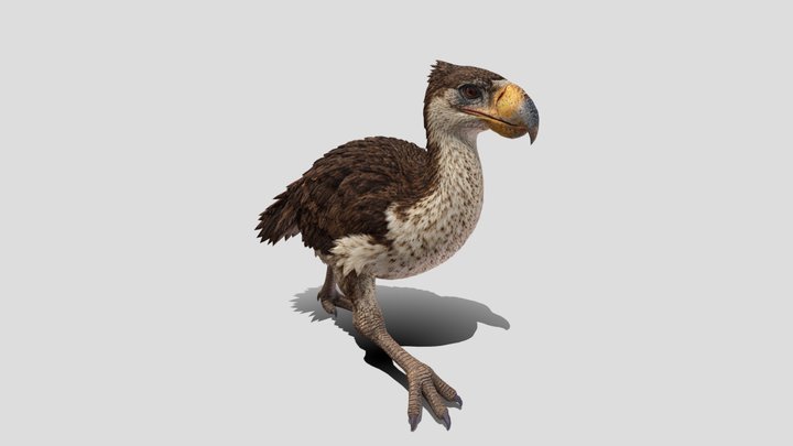 Low Poly Phorusrhacos Bird 3d model free