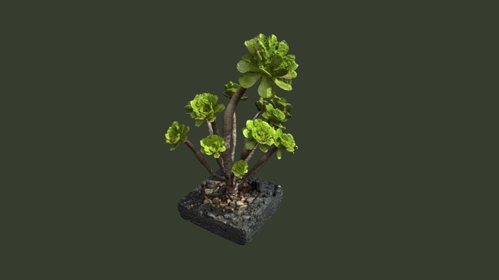 Succulent 3D Model