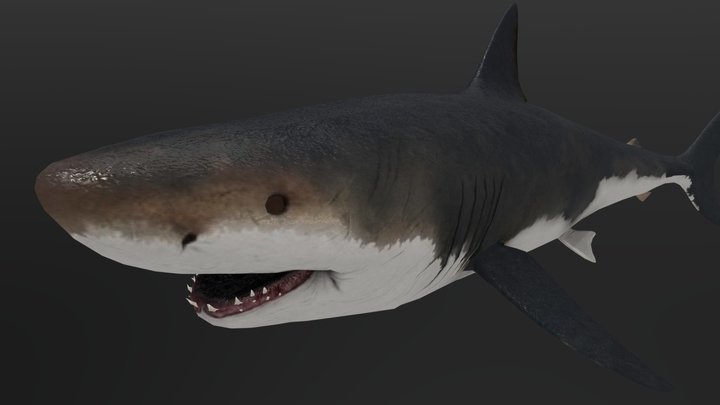 Otodus Megalodon 3D Model