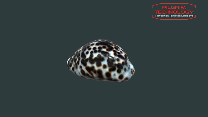 Coquillage 3D Model