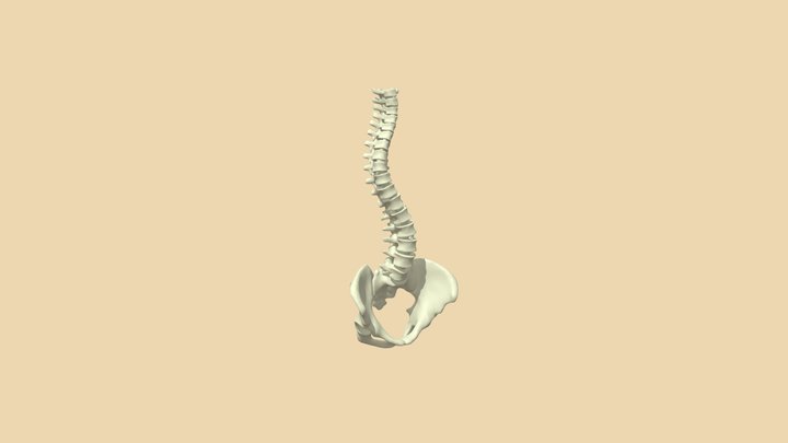 Spine Eos 3D Model