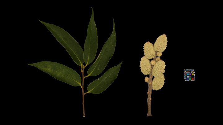 CC0 スダジイ若い果実 Japanese Chinquapin, C. sieboldii – Free 3D Model STL