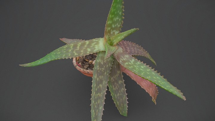 Aloe vera plant – Free 3D Model STL