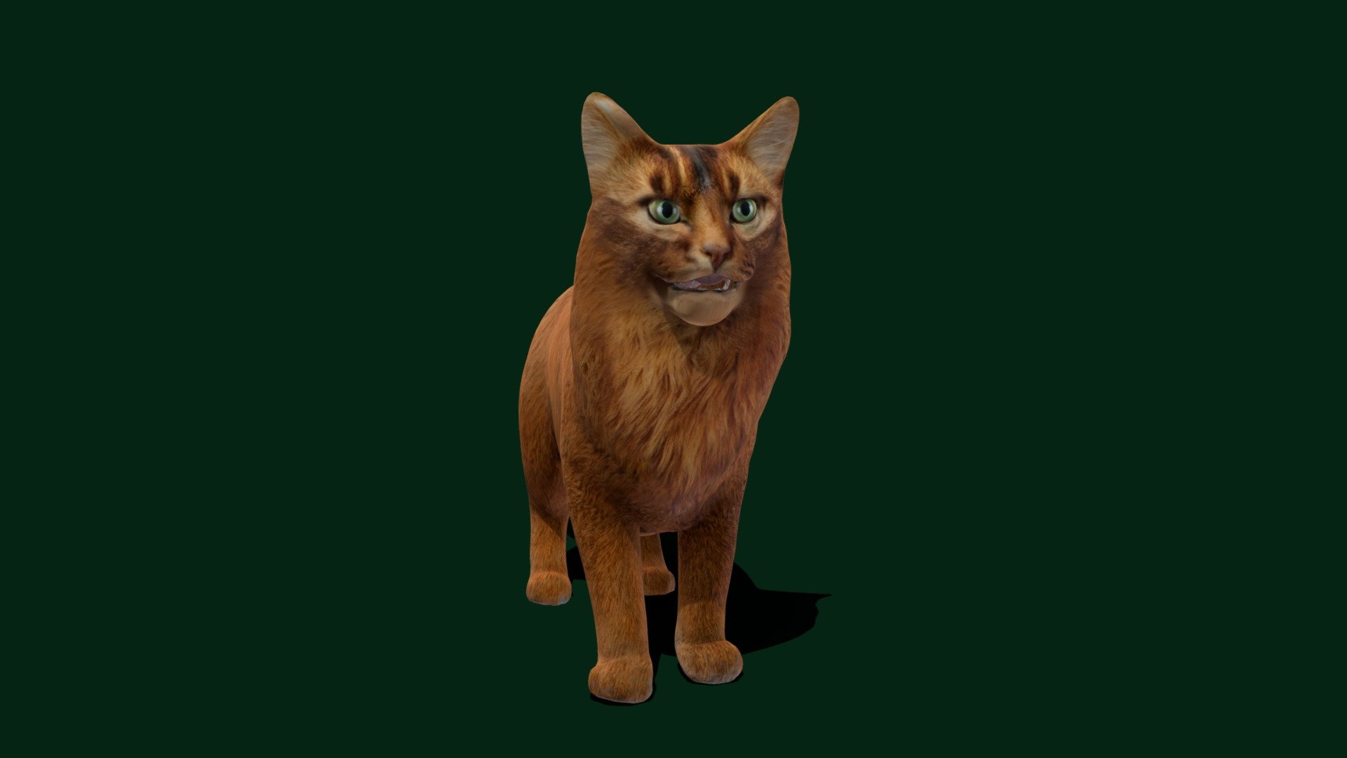 Somali Fox Cat (GameReady) - Buy Royalty Free 3D model by ...