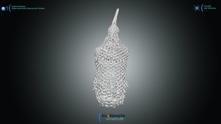 Radiolaria - Theocorythium trachelium 3D Model