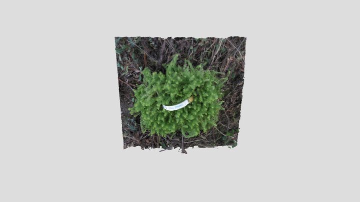 Seedum Ground Cover 3D Model