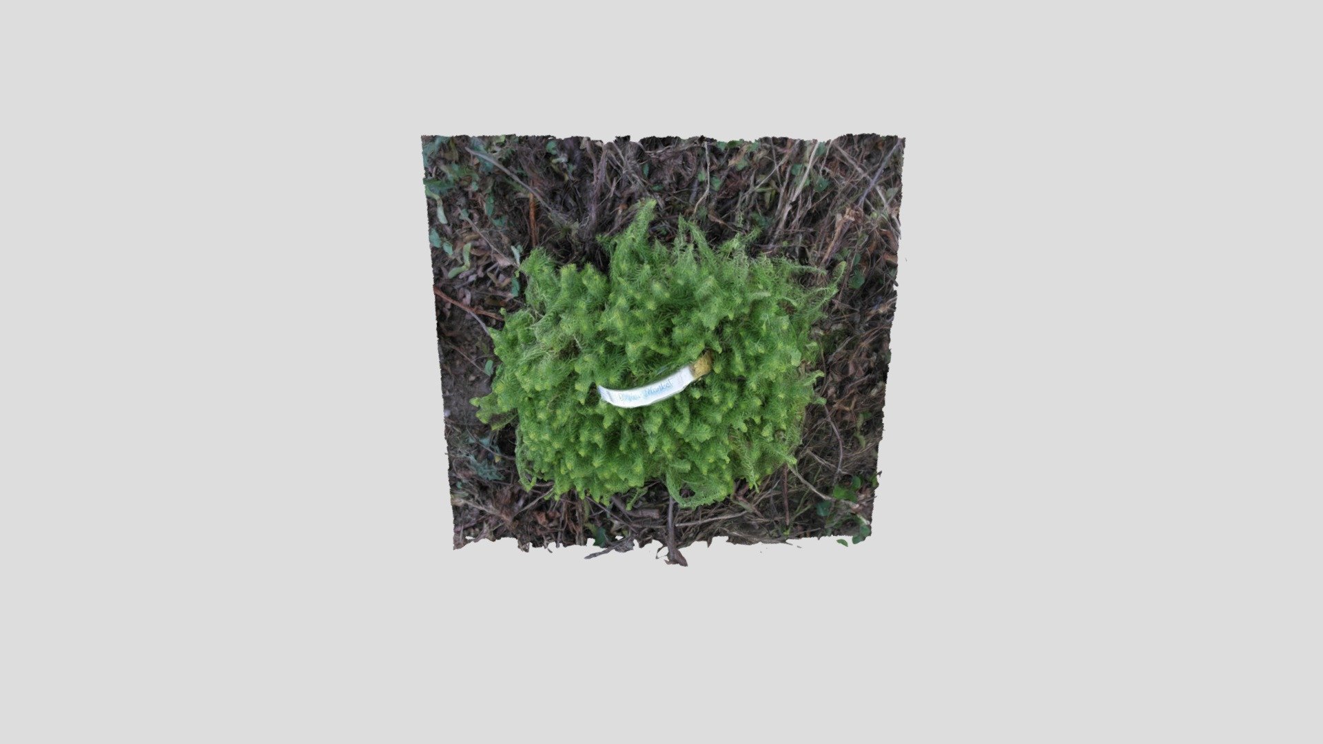 Seedum Ground Cover