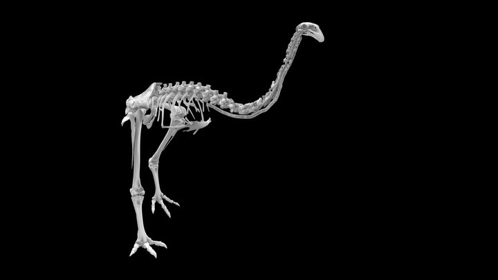 Moa nunui / South Island giant moa skeleton – Modèle 3D gratuit STL