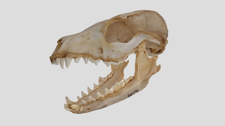YPM MAM.014389 Island fox (skull)