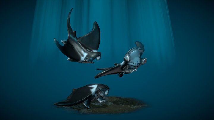 Baby Manta Legs Swimming 3D Model