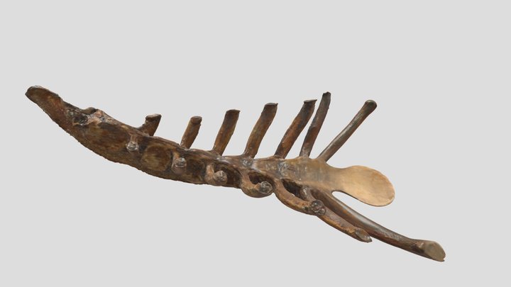 Sternum (horse) 3D Model
