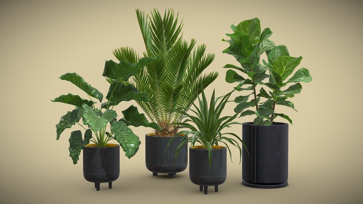 Indoor Plants Pack 38 3D Model