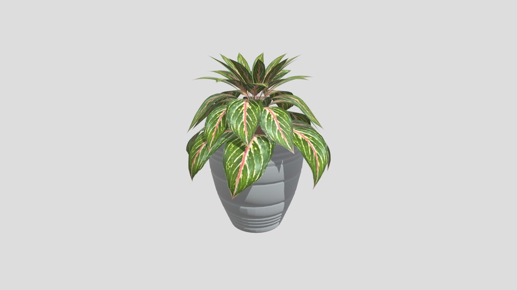 Aglonema V3