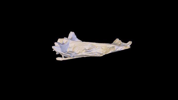 Brown Bullhead (Ameiurus nebulosus) Neurocranium 3D Model