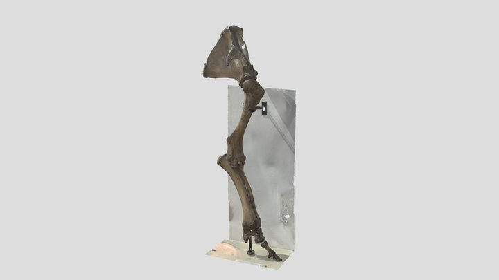 Front Leg Of Indian Elephant UM 3D Model