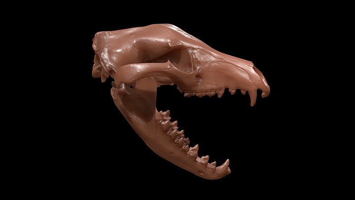 Thylacine (Tasmanian Tiger) 3D Model
