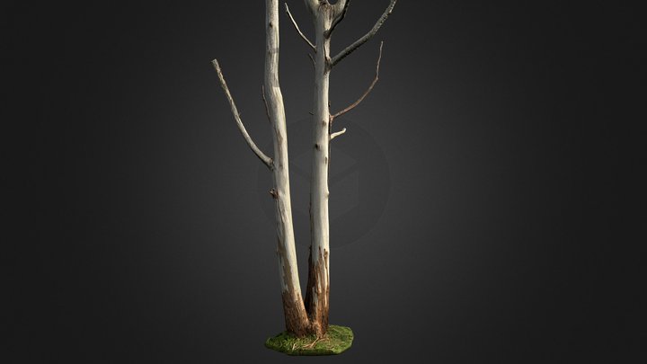 Eucalyptus  tree 2 trunk 3D Model