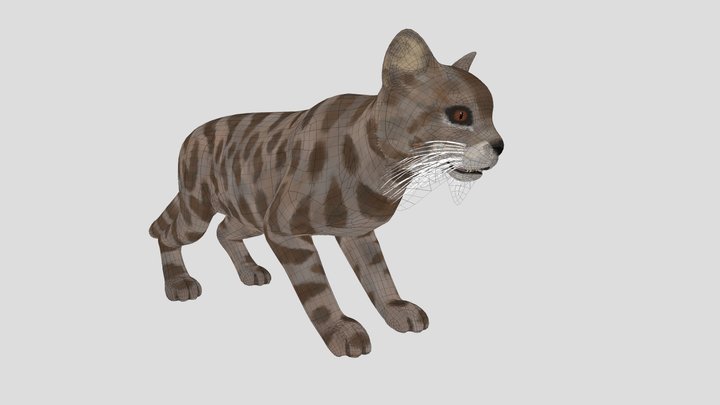 Gato Andino 3D Model