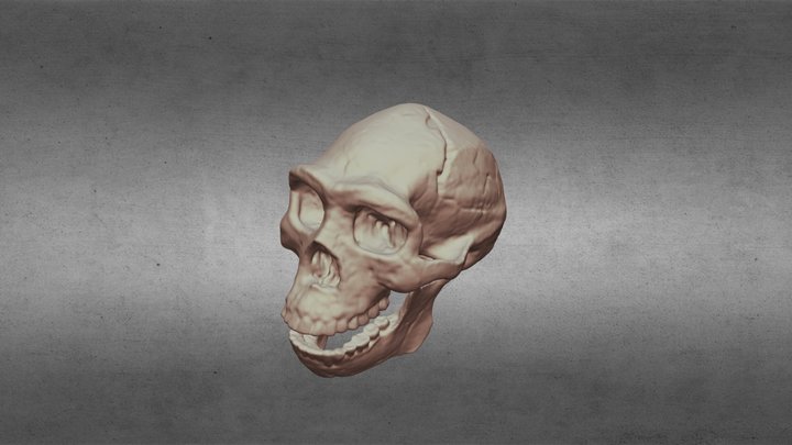 Homo Erectus Pekinensis 3D Model