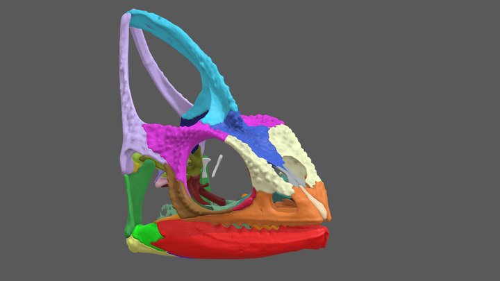 Skull of an adult female veiled chameleon 3D Model
