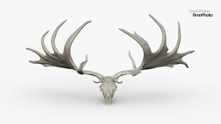 Tête de Mégacéros 3D Model