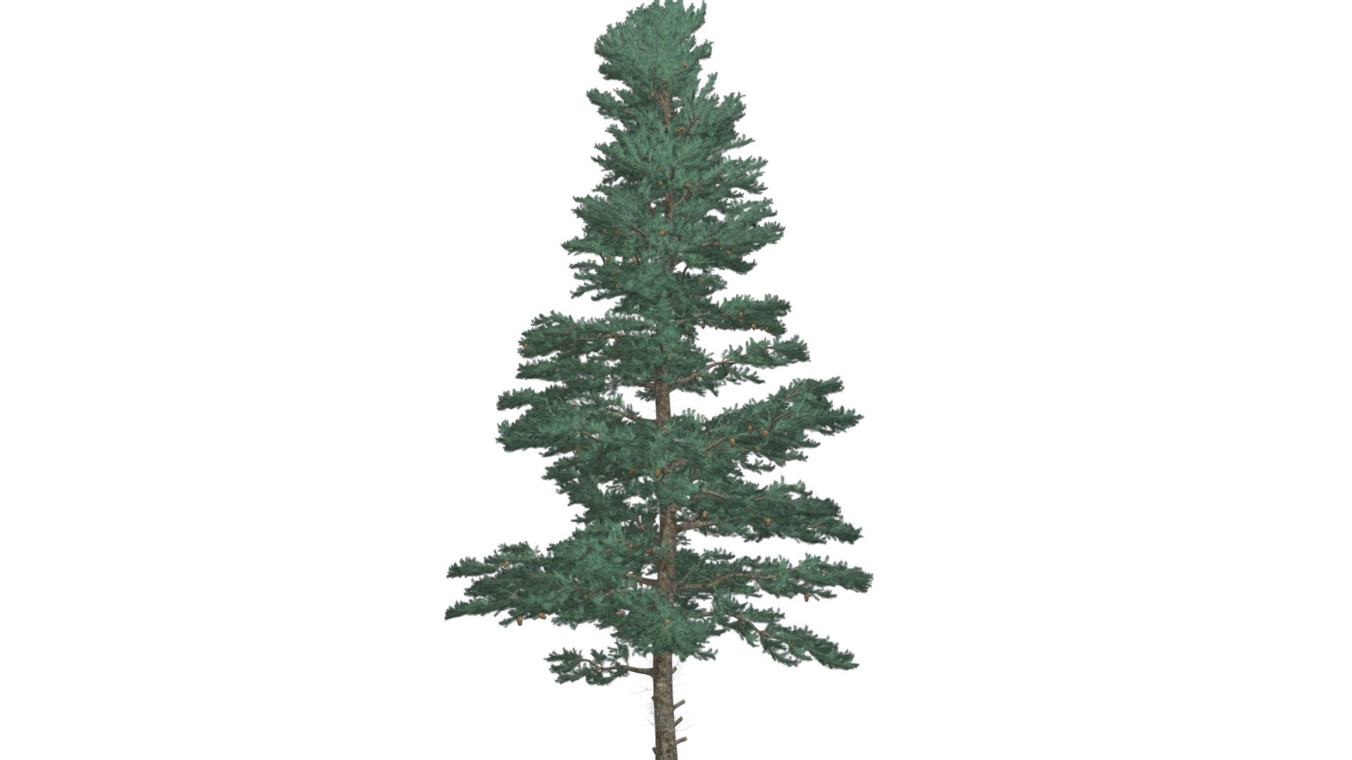 White Fir Tree 07 Buy Royalty Free 3D model by meshshape [66eb223