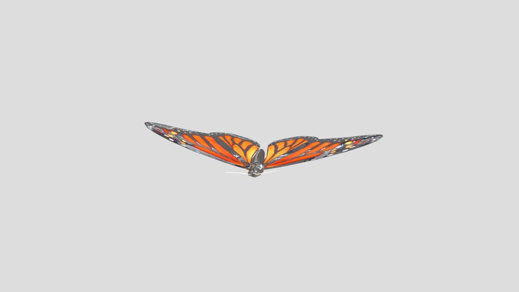 Real Butterfly