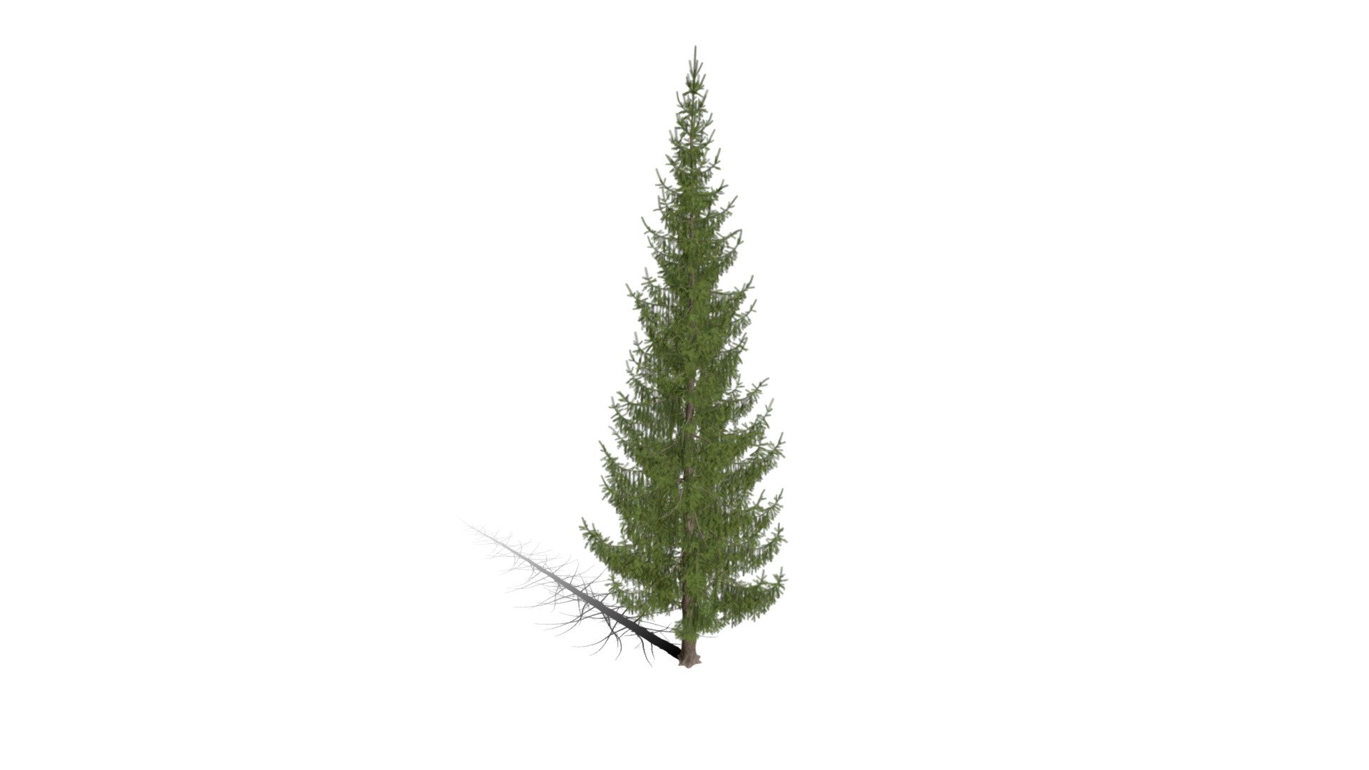 Realistic HD Norway spruce (9/43) - Download Free 3D model by ...