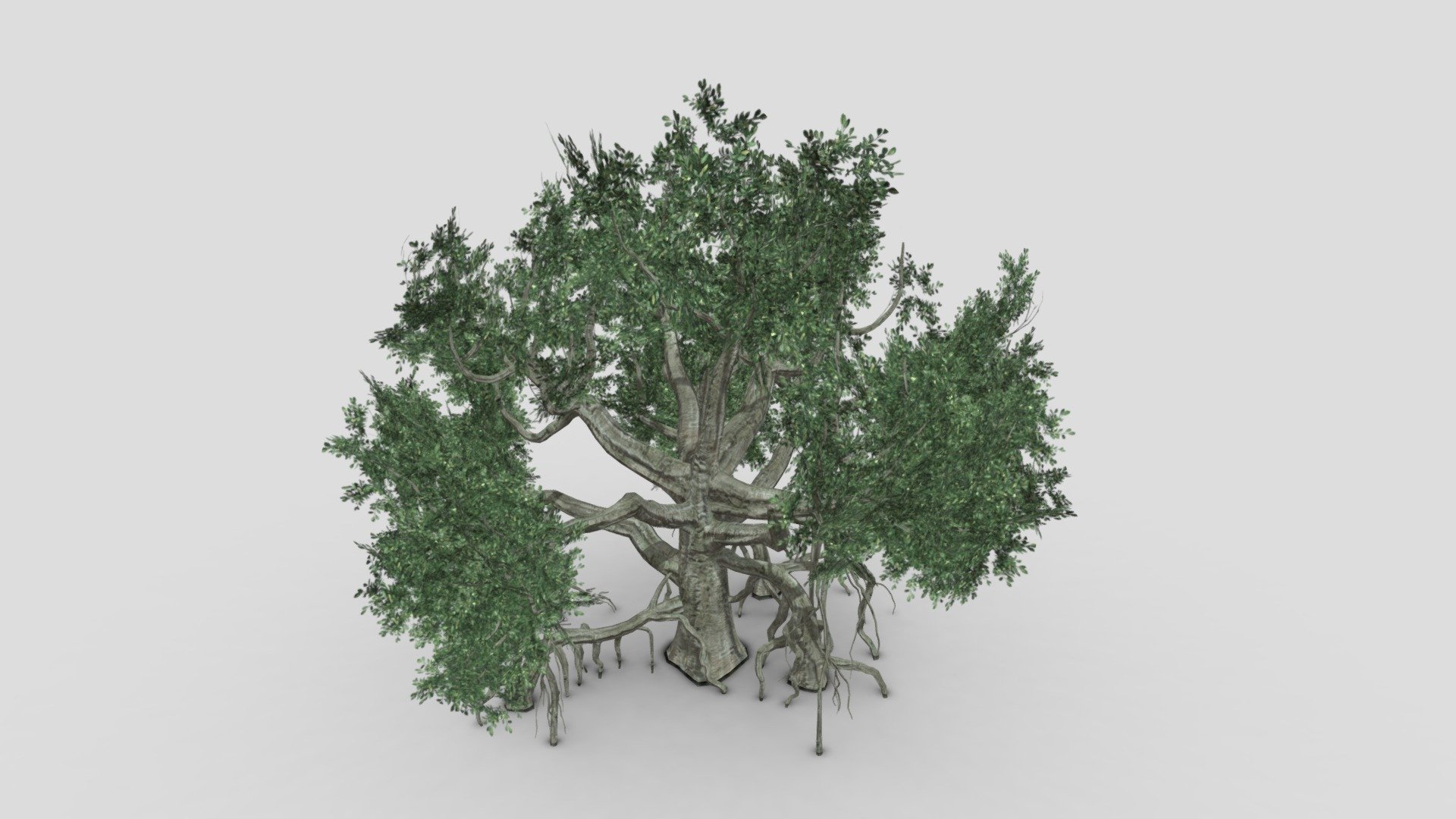 Chinese Banyan Tree-S6 - Buy Royalty Free 3D model by ASMA3D [66ef32c ...