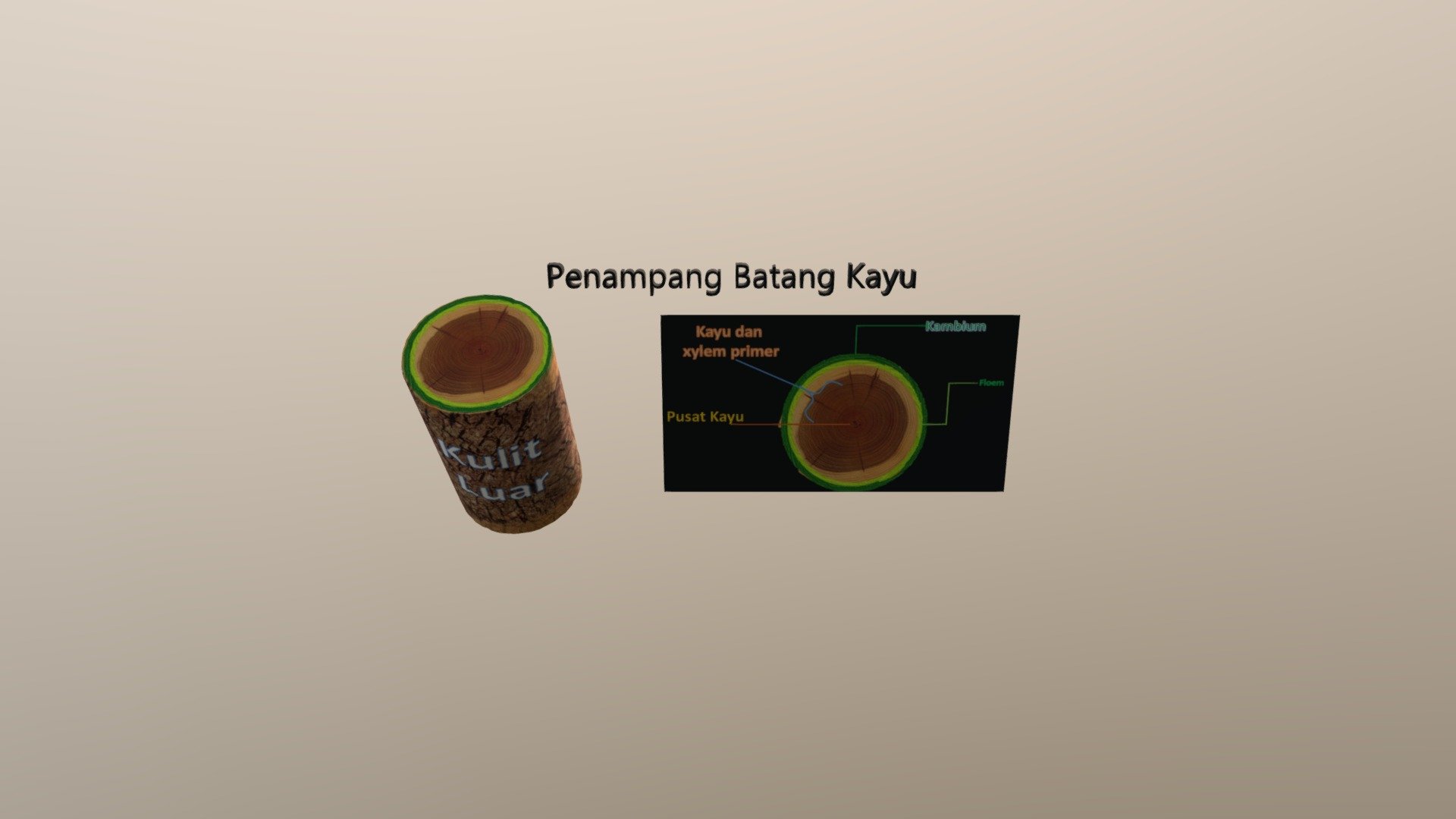 Penampang Batang Kayu