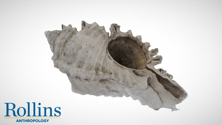 Spring Whelk 3D Model
