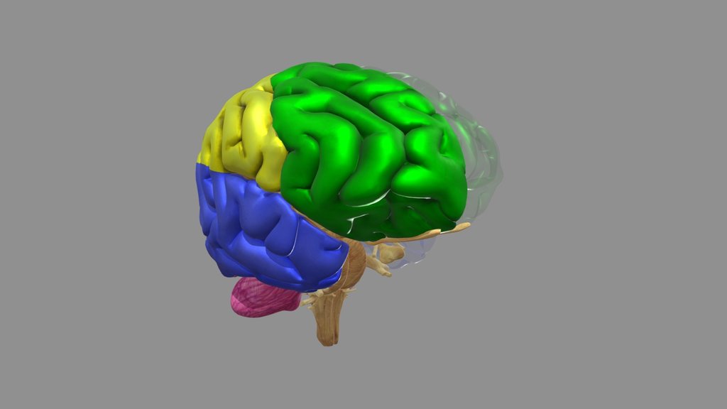 anatomy of the brain A 3D model collection by jetchris Sketchfab