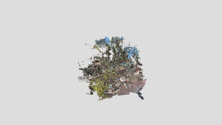 TreeCave-Toshi 3D Model