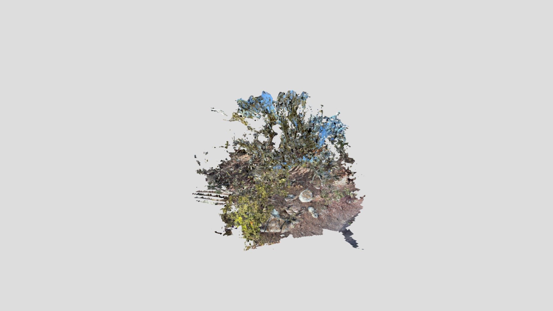 TreeCave-Toshi
