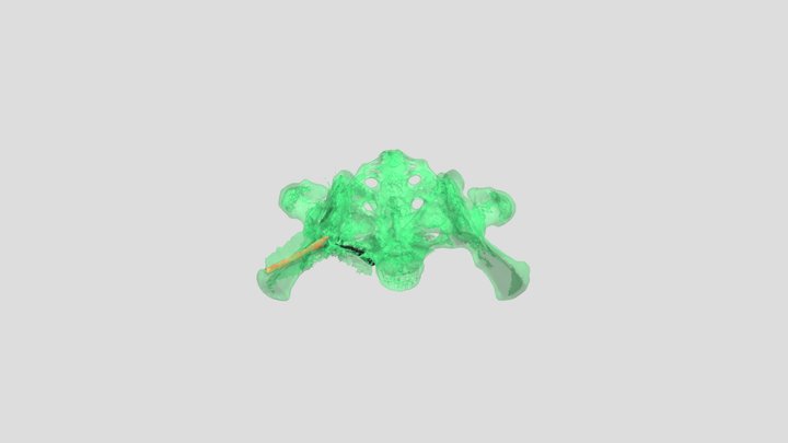 Suckow_Segmentation 3D Model
