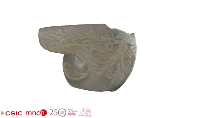 Nautilus - MNCN15.06/379 3D Model