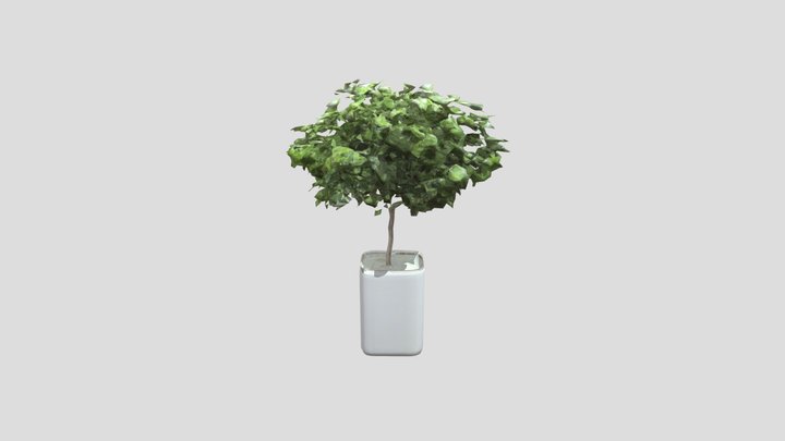Tree in a White Planter 3D Model