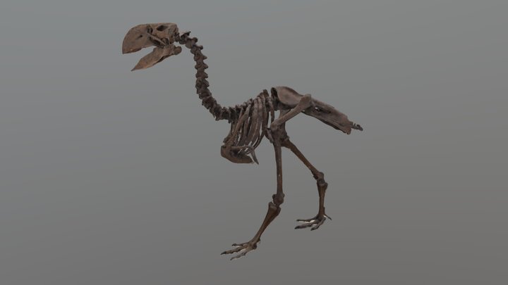 ガストルニス 3D Model