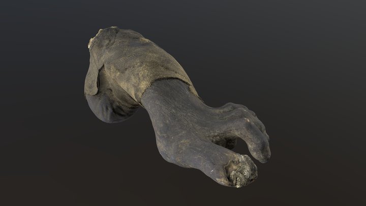 Scanned Bodypart - Ancient mummy foot 3D Model