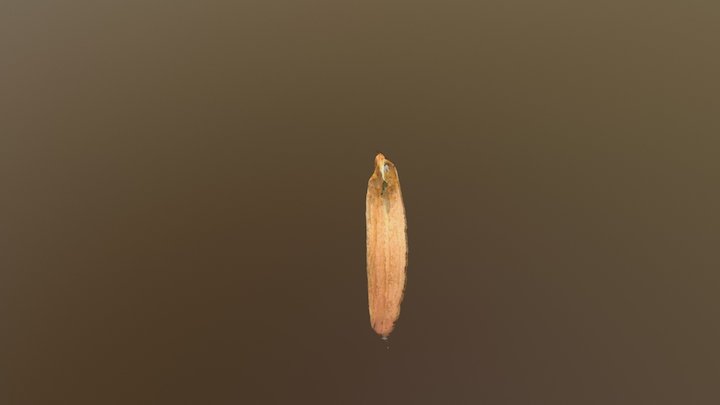 Liriodendron Tulipifera 3D Model