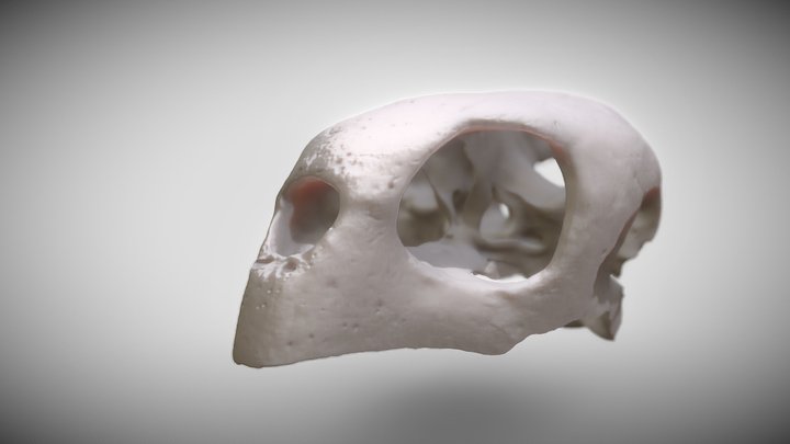 Hawksbill Sea Turtle Skull 3D Model