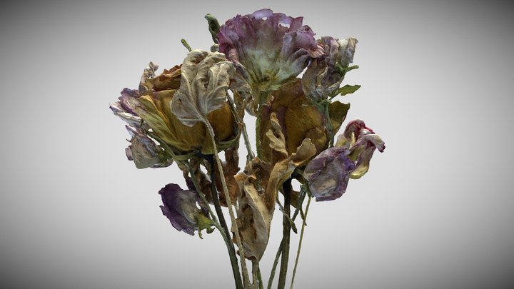 <!--Day6-->  Dried Flower 3D Model